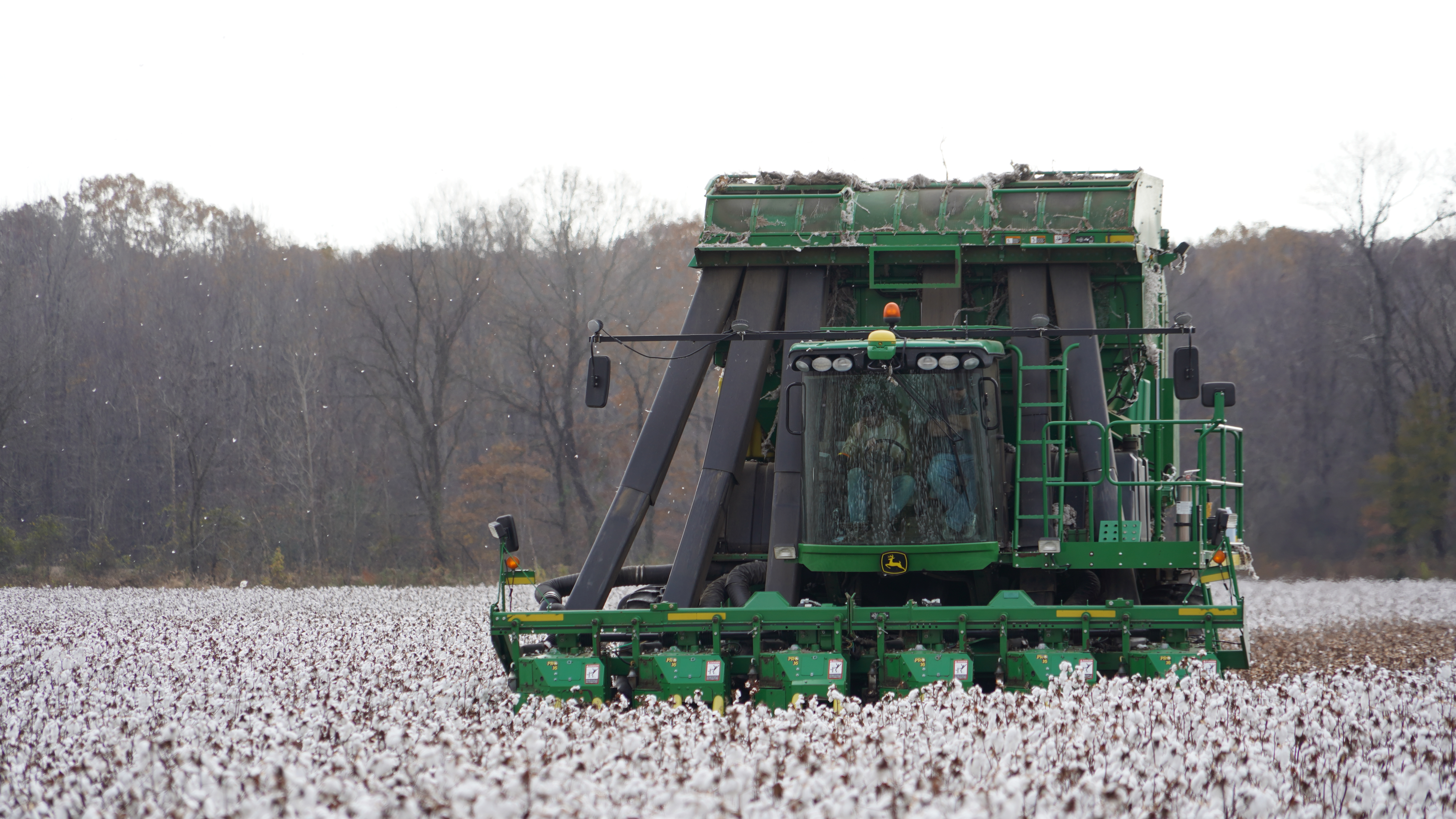 Cotton Picker in Cotton Field